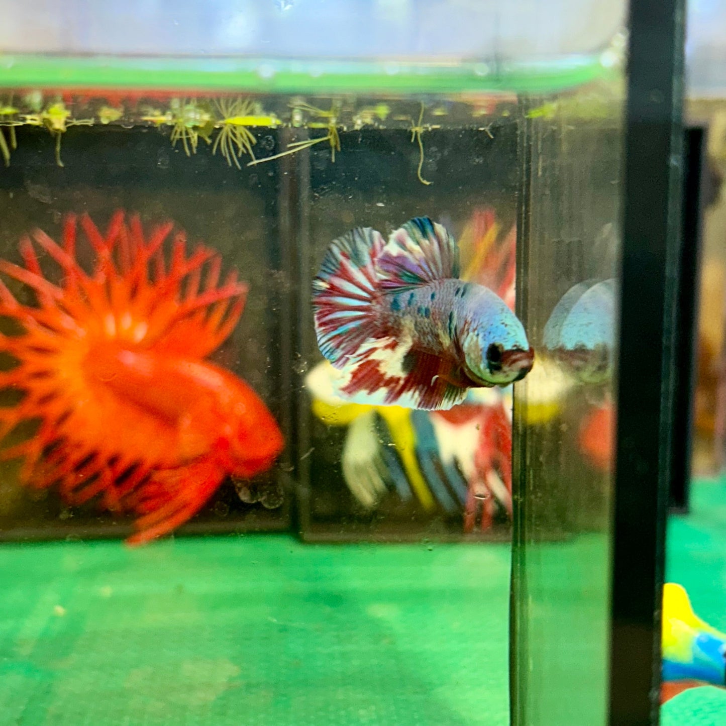 Barongsai Metallic Plakat - Male Betta 82