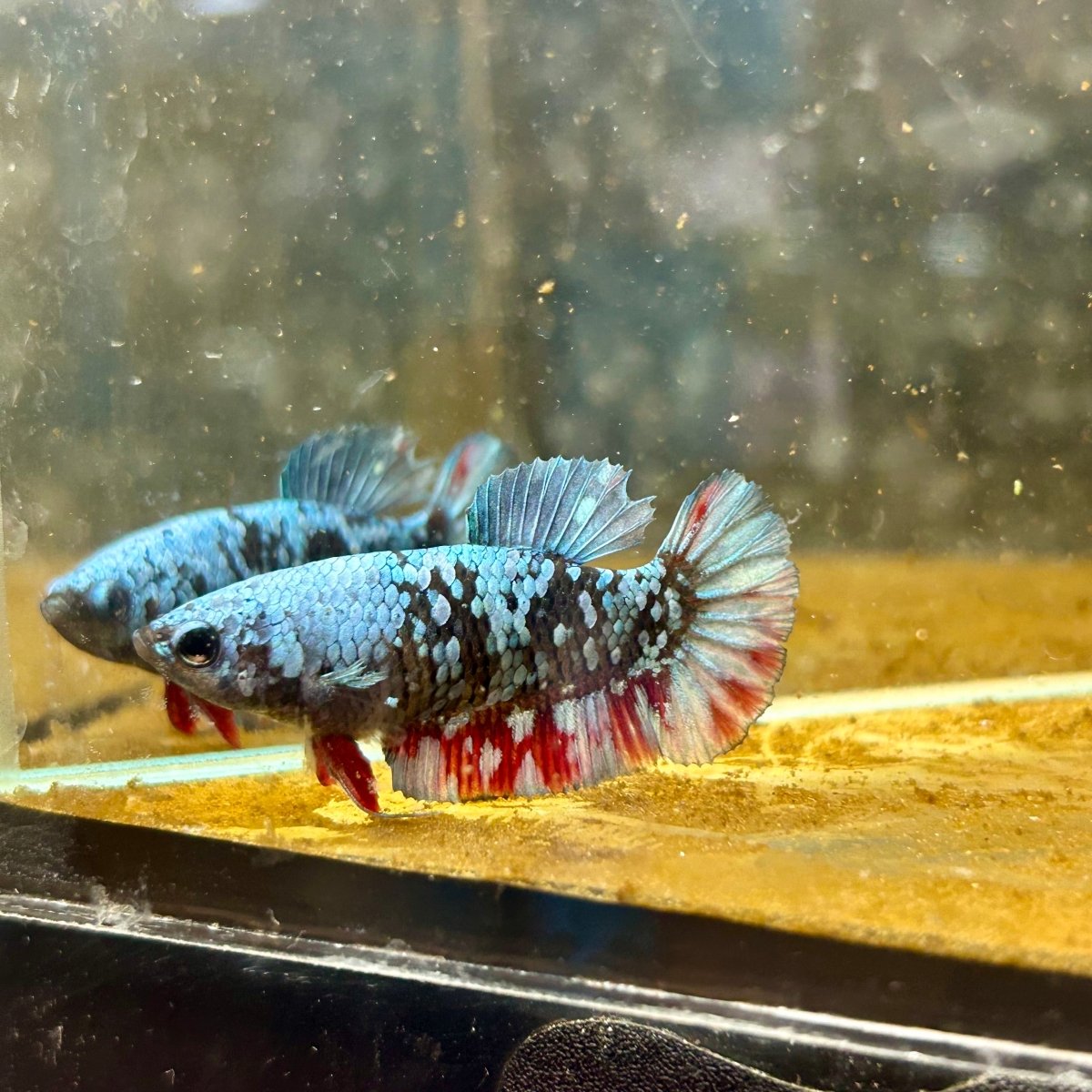 Betta Avatar Nebula Female Plakat Black #060