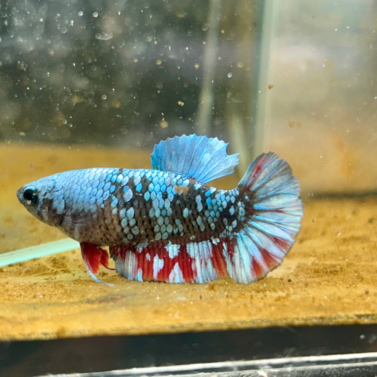 Betta Avatar Nebula Female Plakat Black #060