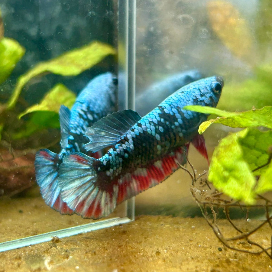 Betta Avarta Nebula Female Plakat Black 060 Female betta