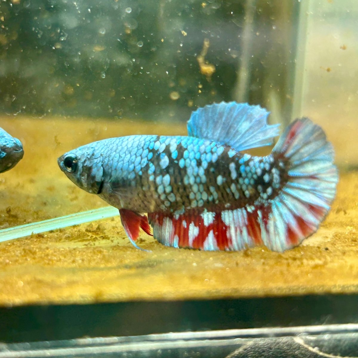 Betta Avatar Nebula Female Plakat Black #060