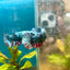 Betta Avarta Nebula Female Plakat Black 060 Female betta