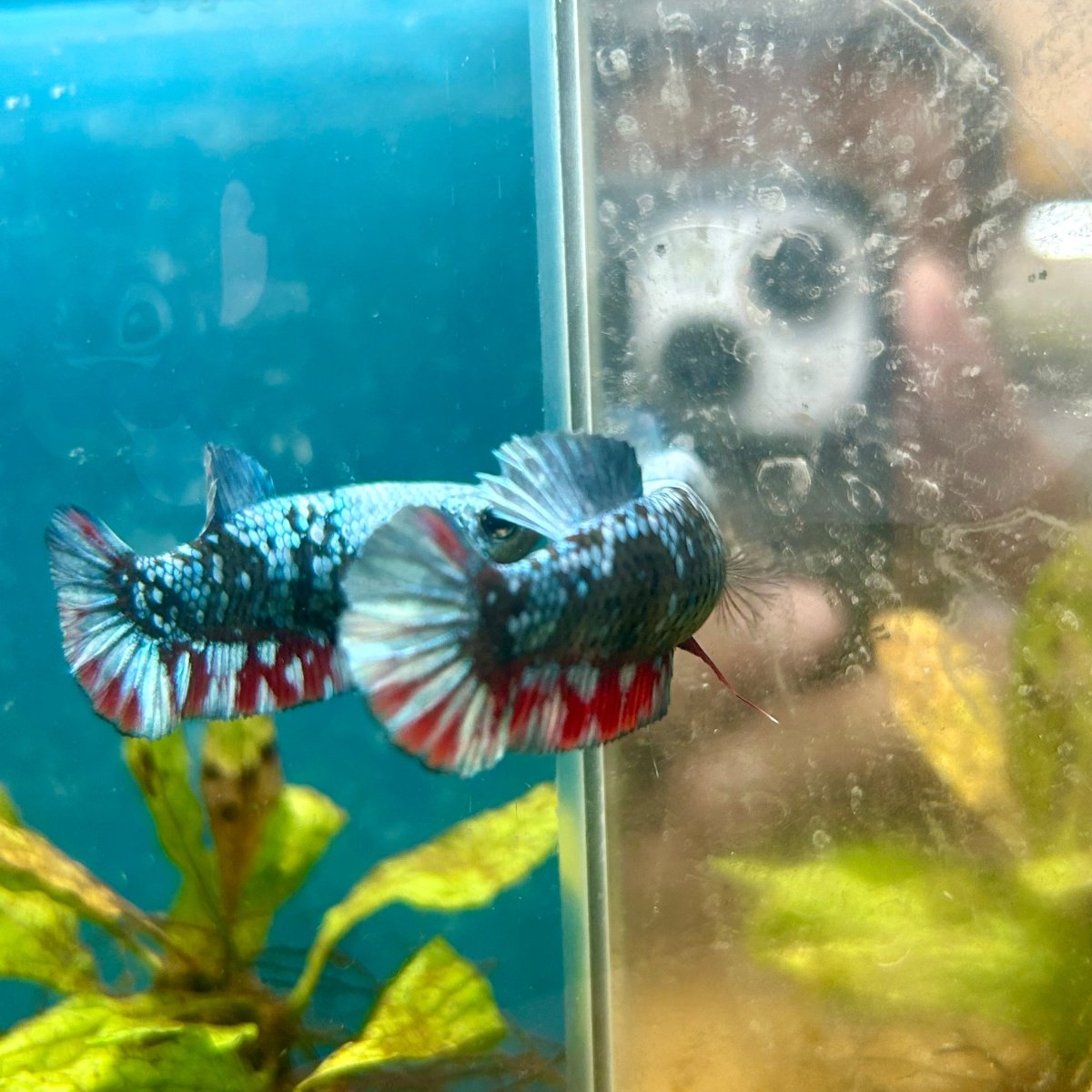 Betta Avatar Nebula Female Plakat Black #060