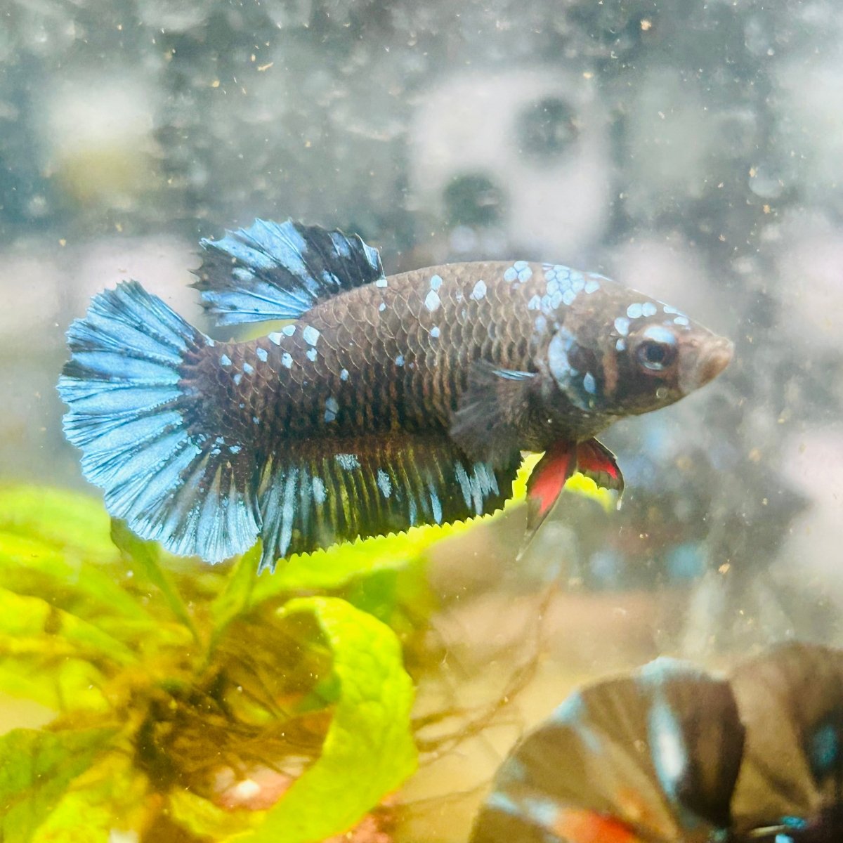 Betta Avatar Nebula Female Plakat Black #104