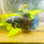 Betta Avarta Nebula Female Plakat Black 104
