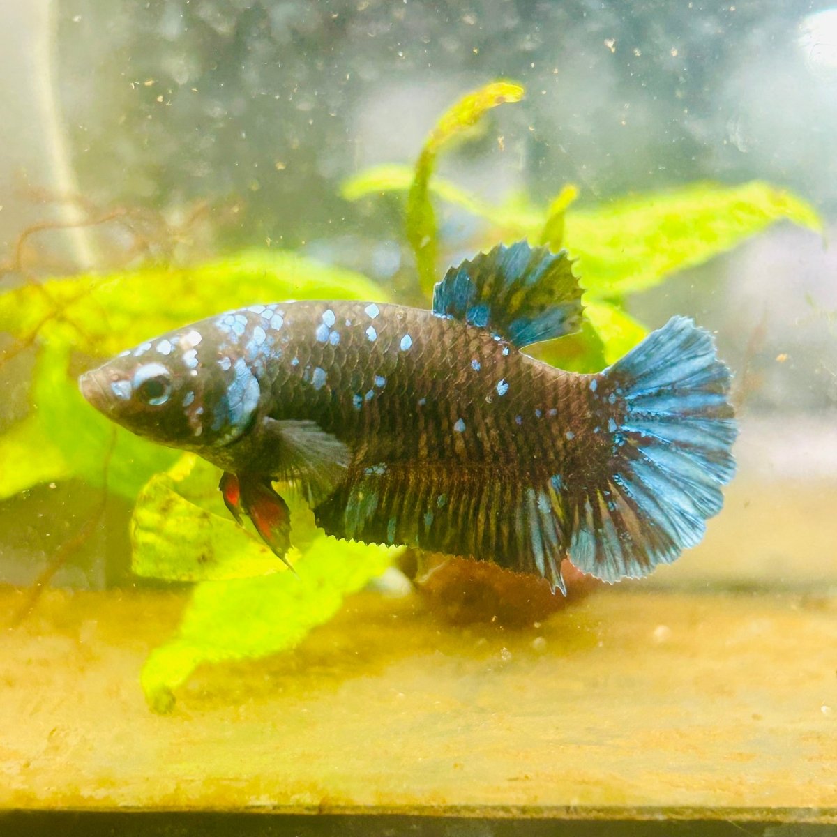Betta Avatar Nebula Female Plakat Black #104