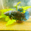 Betta Avarta Nebula Female Plakat Black 104
