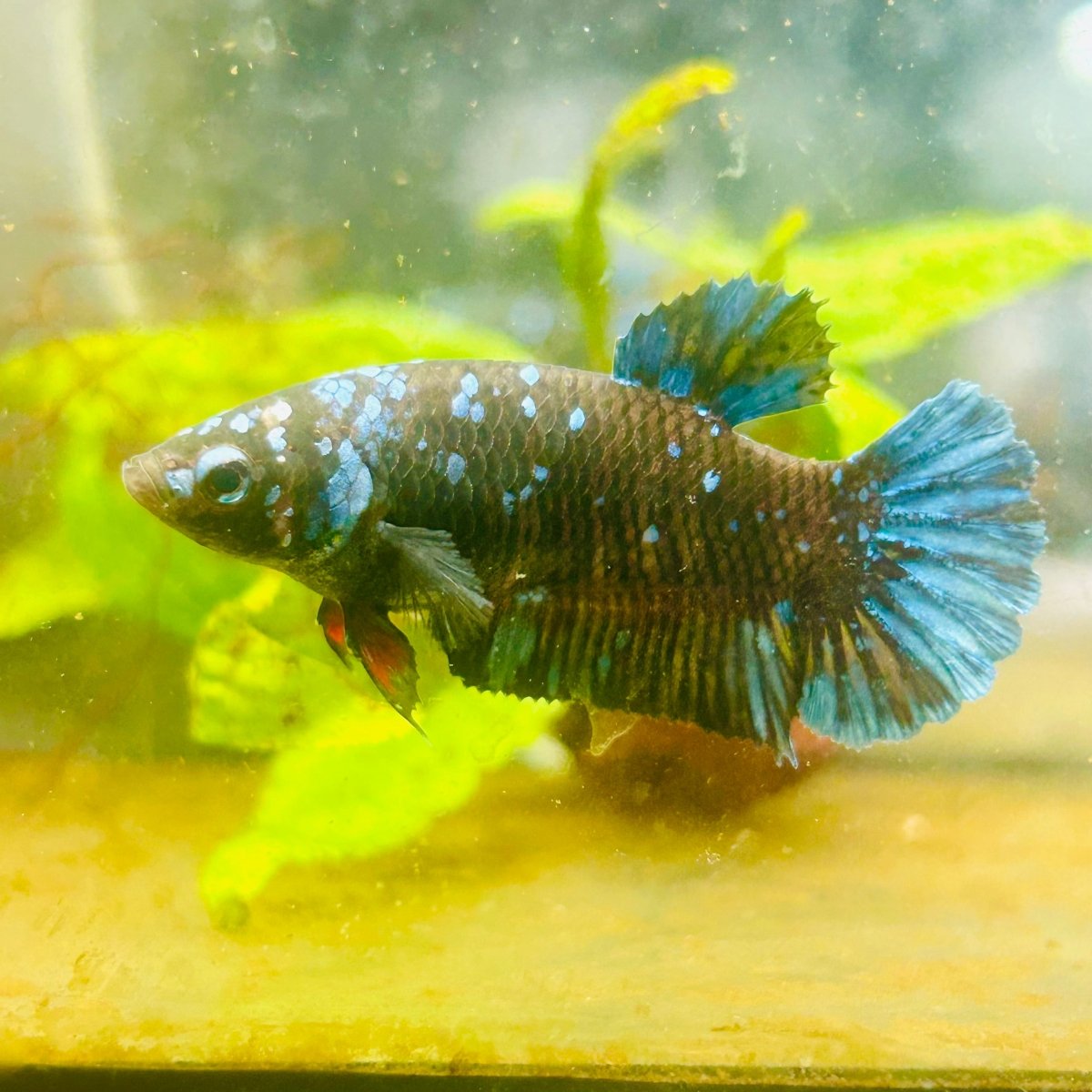 Betta Avatar Nebula Female Plakat Black #104