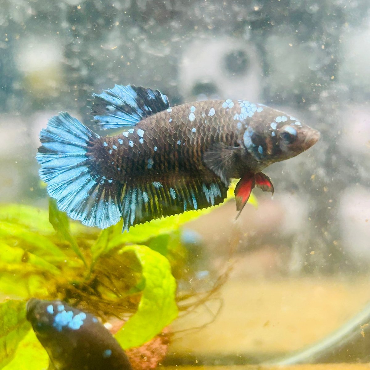 Betta Avatar Nebula Female Plakat Black #104