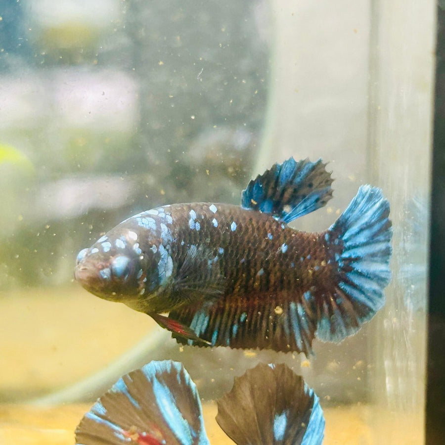 Betta Avarta Nebula Female Plakat Black 104
