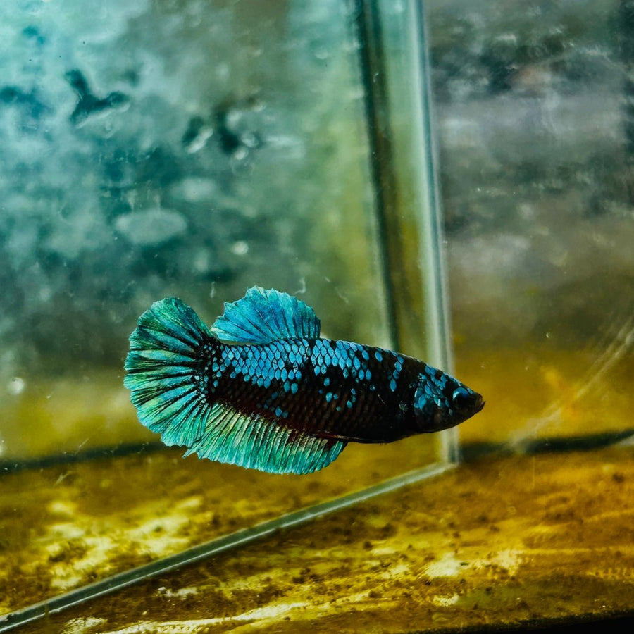 Betta Avarta Nebula Female Plakat Black 109 Female betta