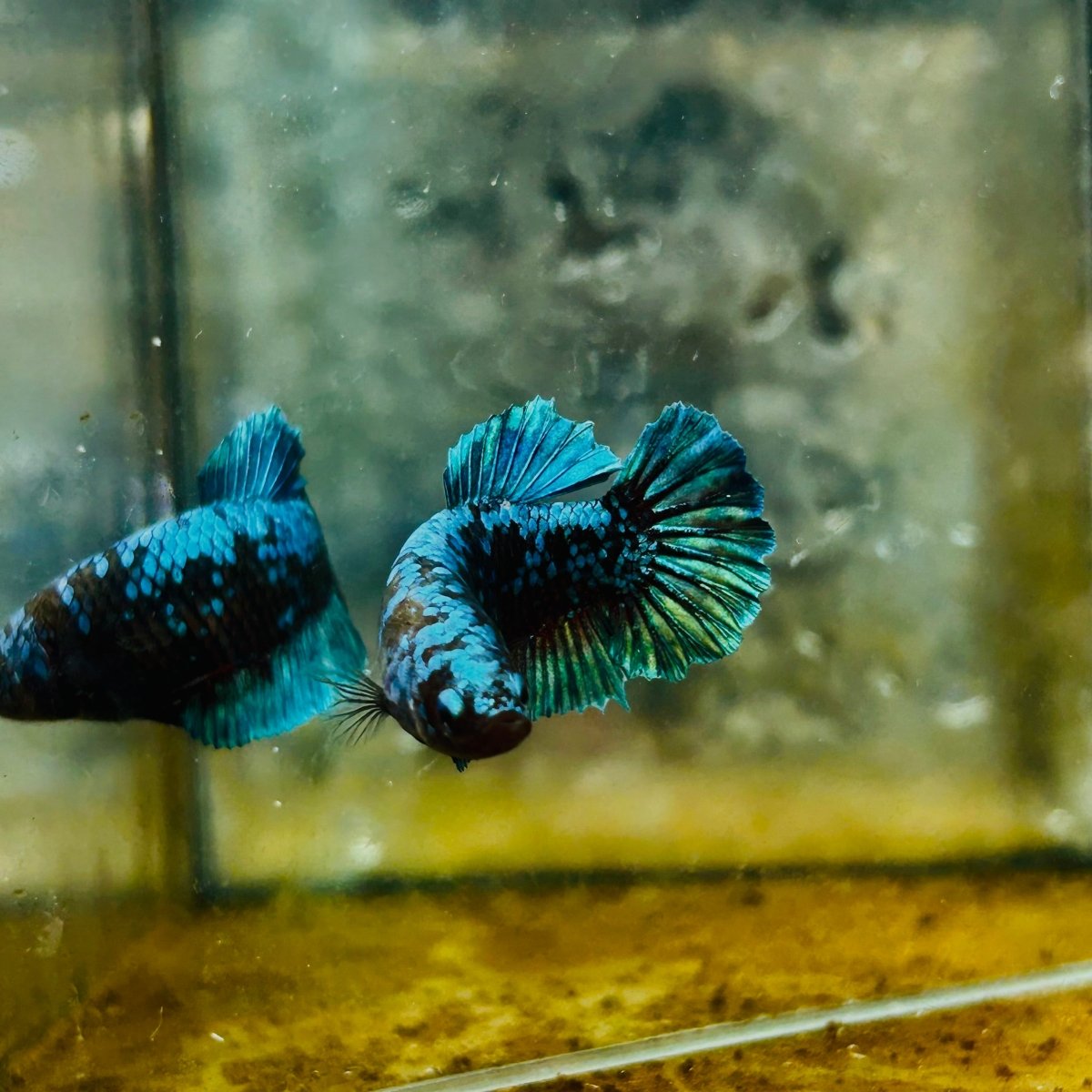 Betta Avatar Nebula Female Plakat Black #109