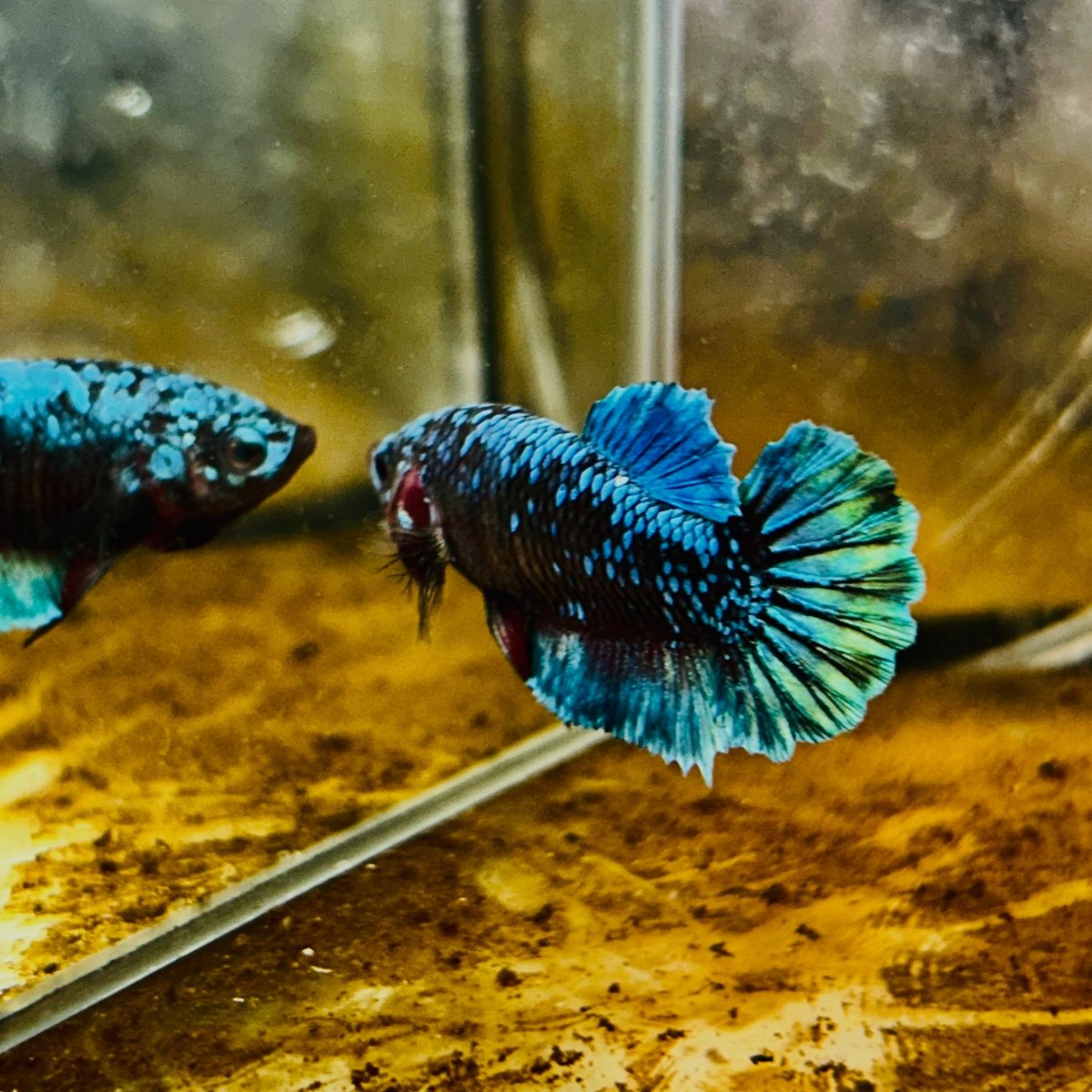 Betta Avatar Nebula Female Plakat Black #109