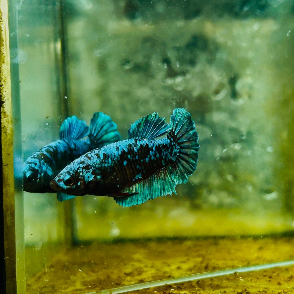 Betta Avatar Nebula Female Plakat Black #109