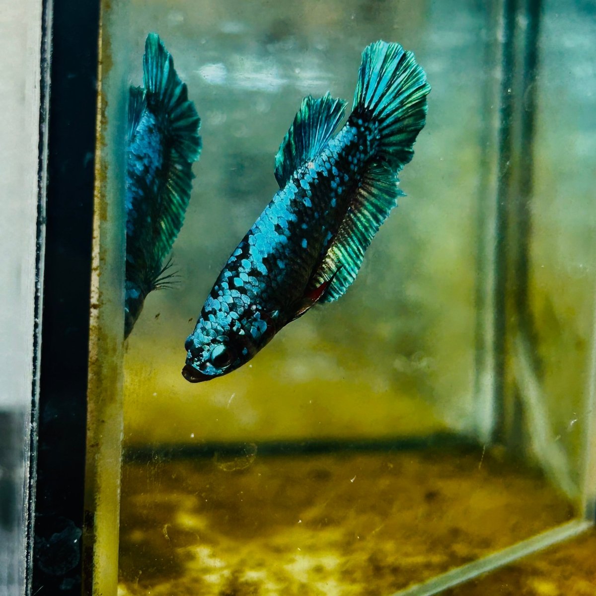 Betta Avatar Nebula Female Plakat Black #109