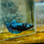 Betta Avarta Nebula Female Plakat Black 109 Female betta