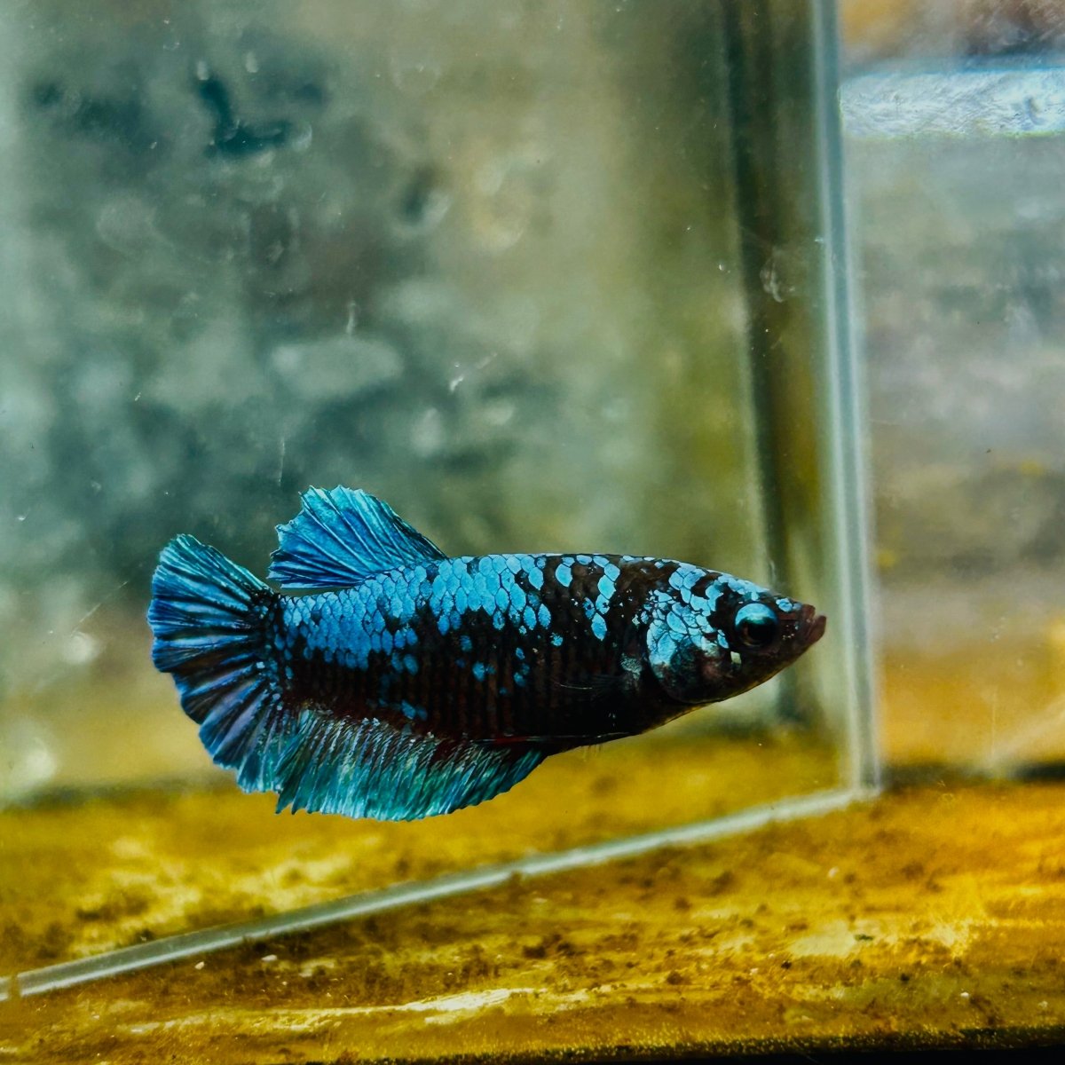 Betta Avatar Nebula Female Plakat Black #109