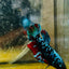 Betta Avarta Nebula Female Plakat Black A236 Female betta