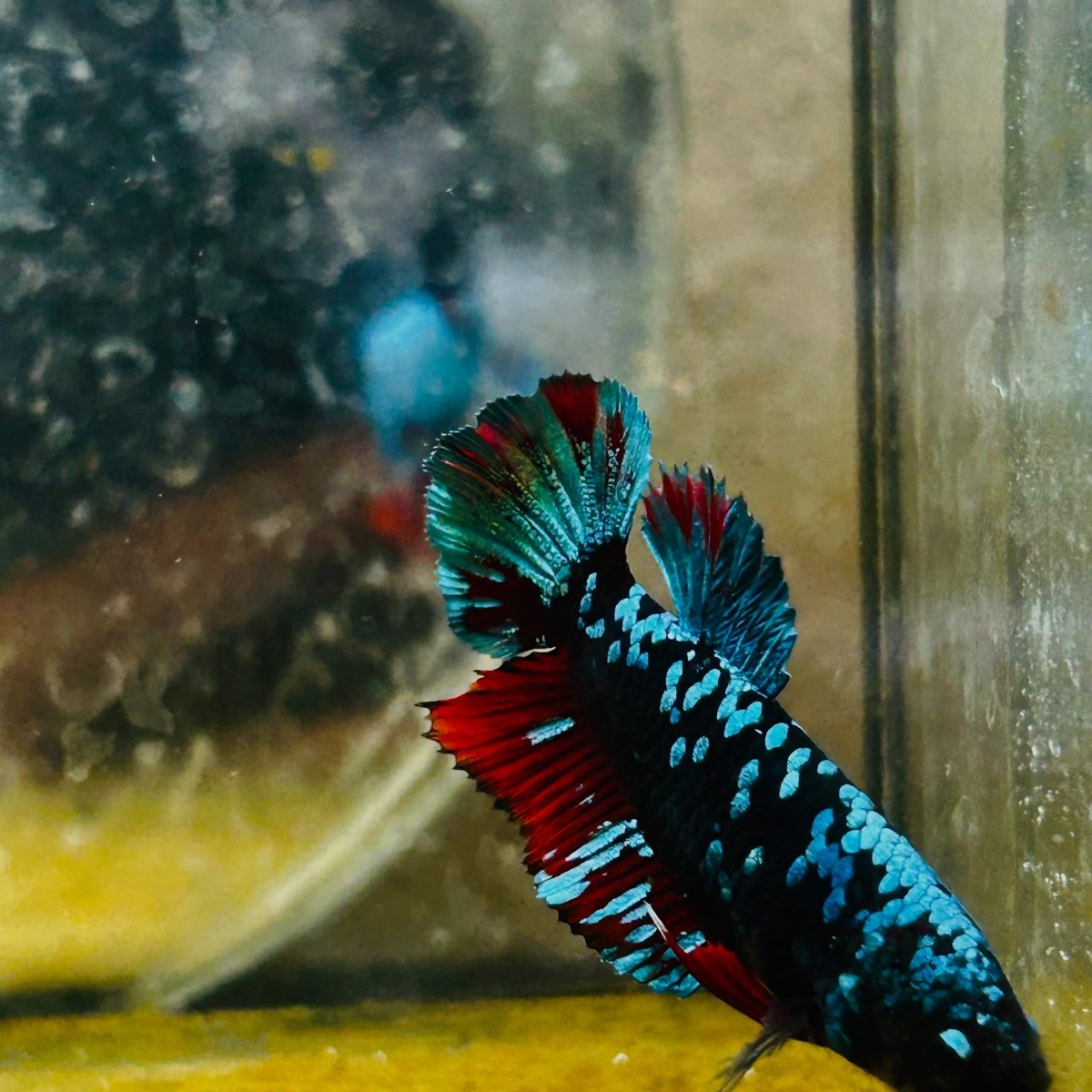 Betta Avarta Nebula Female Plakat Black A236 Female betta