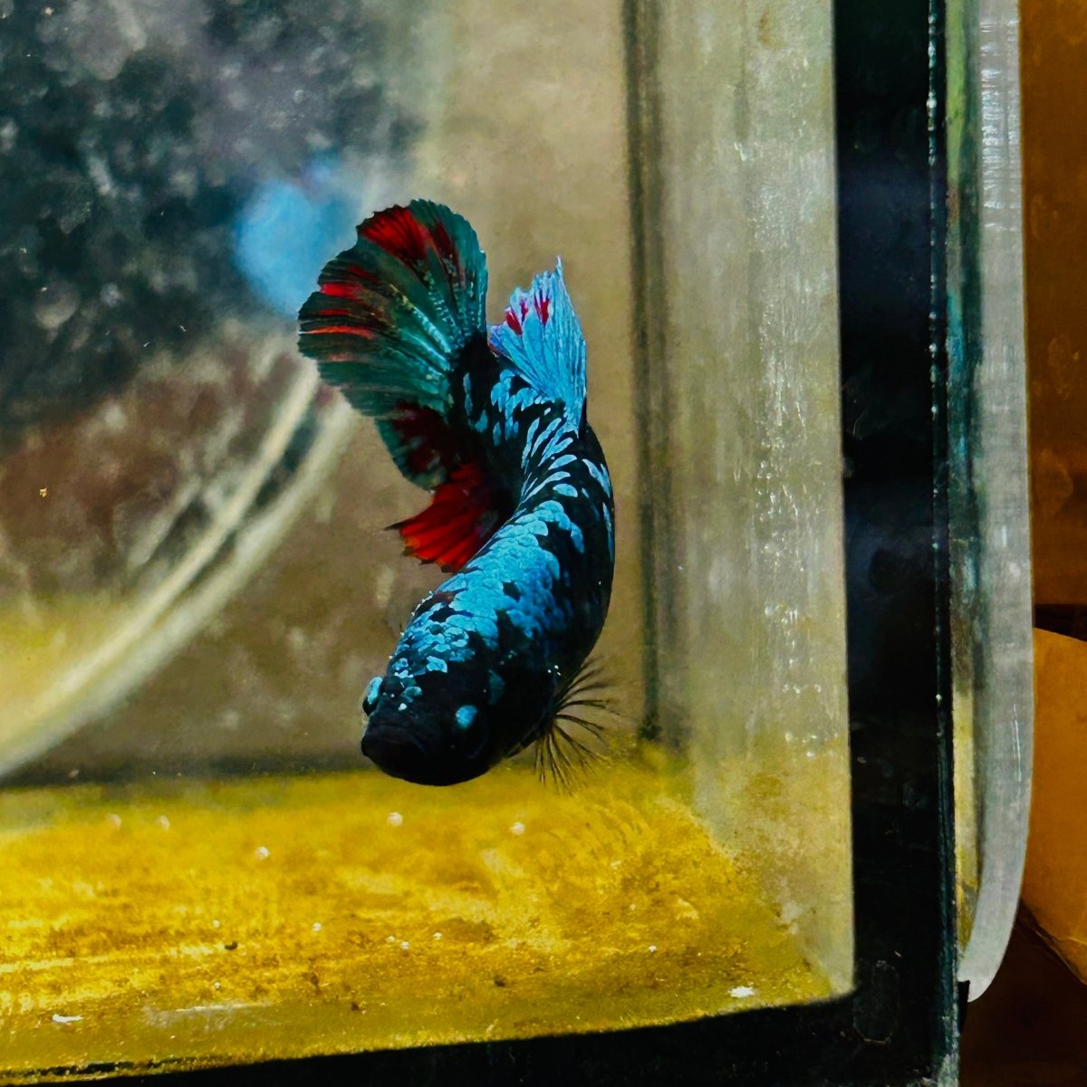 Betta Avarta Nebula Female Plakat Black A236 Female betta
