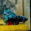 Betta Avarta Nebula Female Plakat Black A236 Female betta
