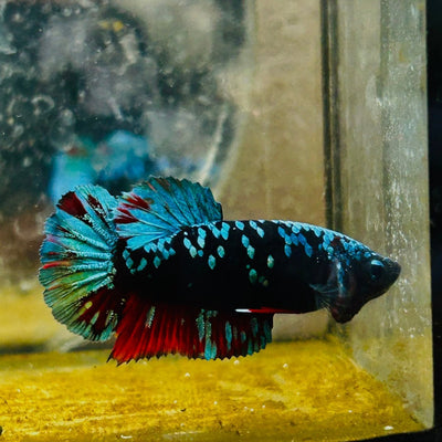 Betta Avarta Nebula Female Plakat Black A236 Female betta