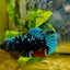 Betta Avarta Nebula Female Plakat Black A236 Female betta
