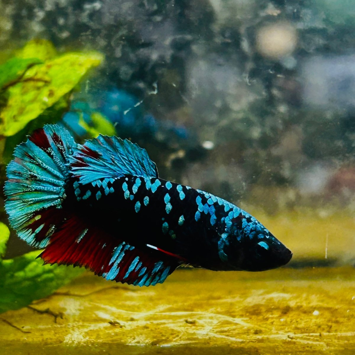 Betta Avarta Nebula Female Plakat Black A236 Female betta