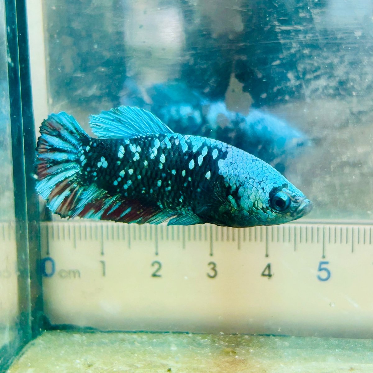 Betta Avatar Nebula Female Plakat Black 080 Female betta