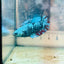 Betta Avatar Nebula Female Plakat Black 080 Female betta