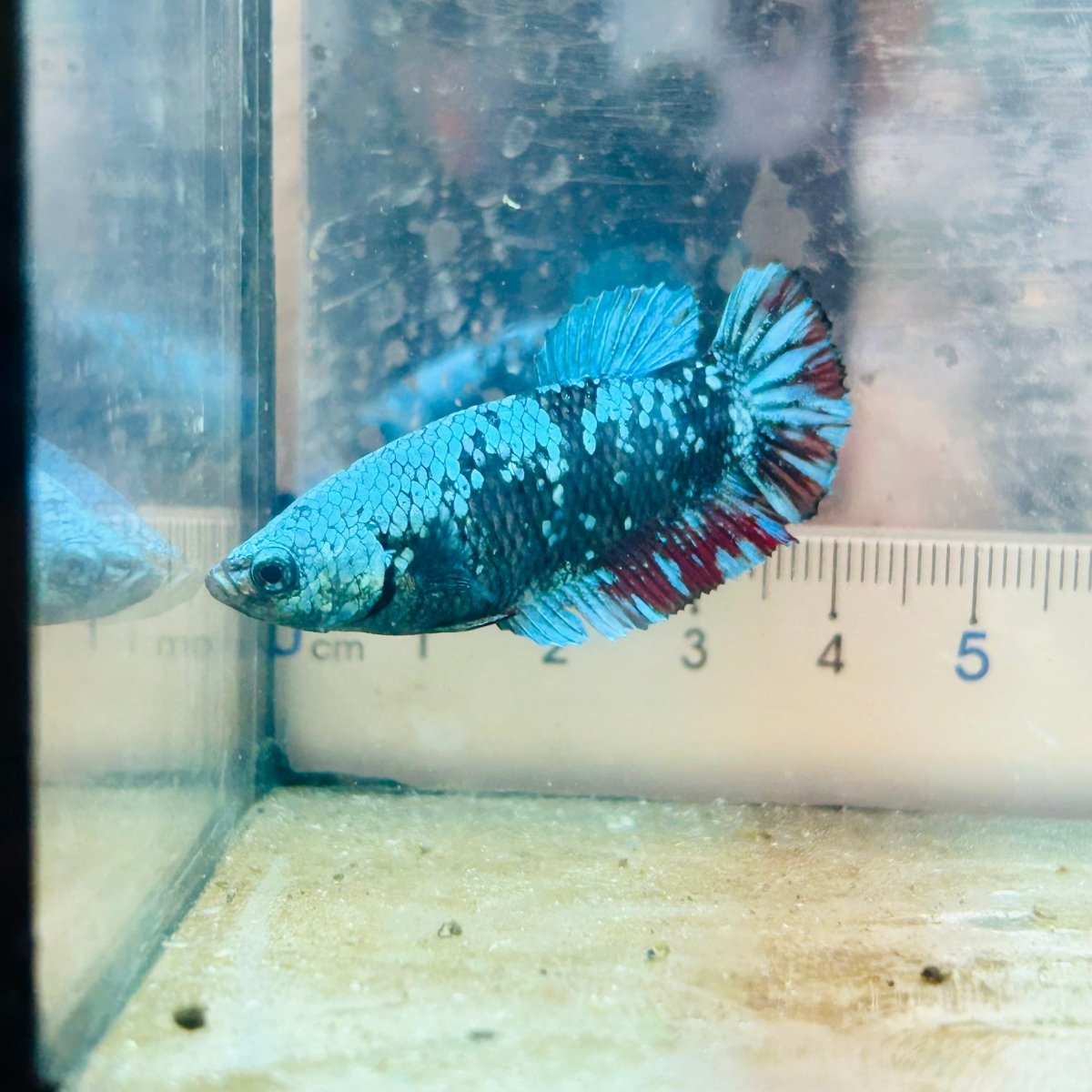 Betta Avatar Nebula Female Plakat Black 080 Female betta