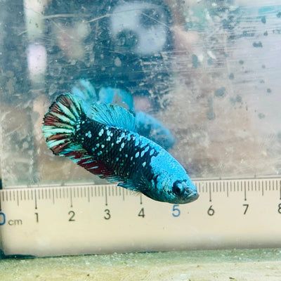 Betta Avatar Nebula Female Plakat Black 080 Female betta