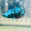 Betta Avatar Nebula Female Plakat Black 080 Female betta