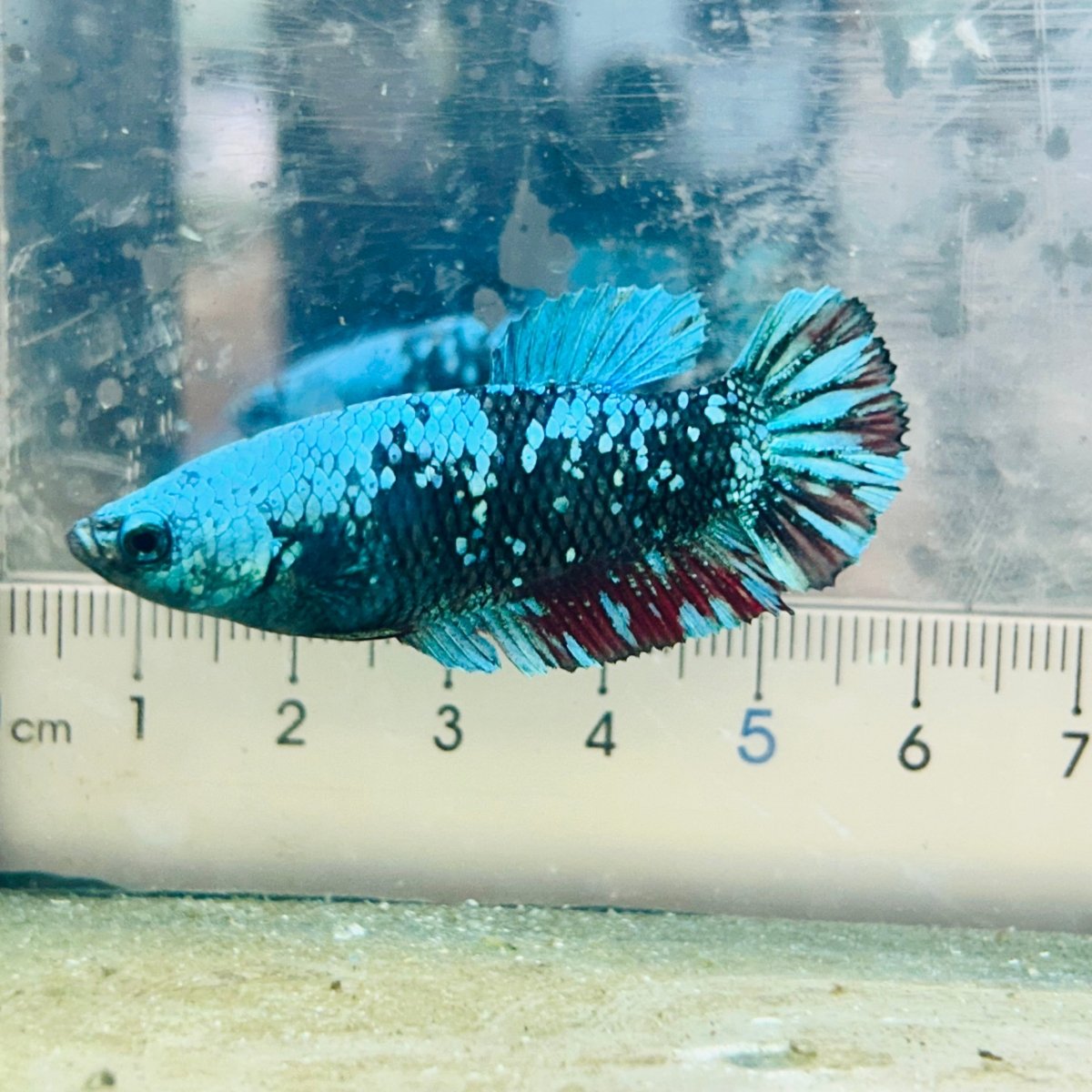 Betta Avatar Nebula Female Plakat Black 080 Female betta