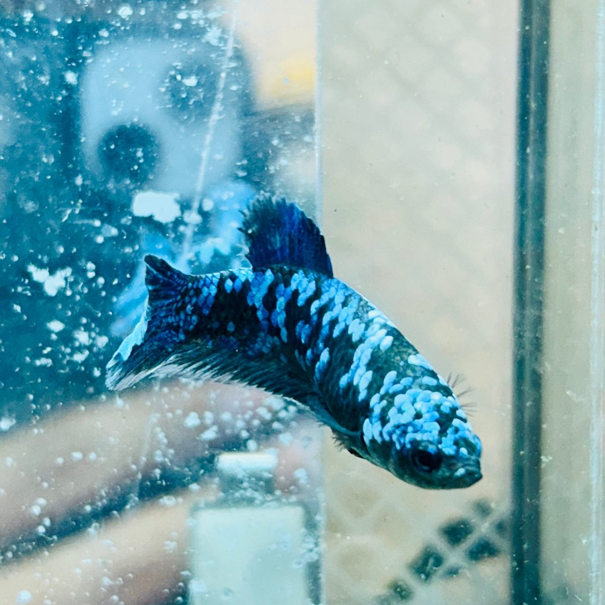 Betta Avatar Nebula Female Plakat Black #195