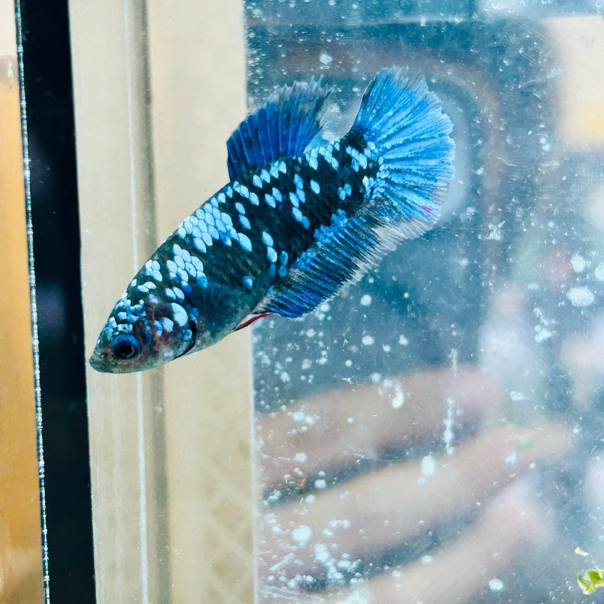 Betta Avatar Nebula Female Plakat Black #195