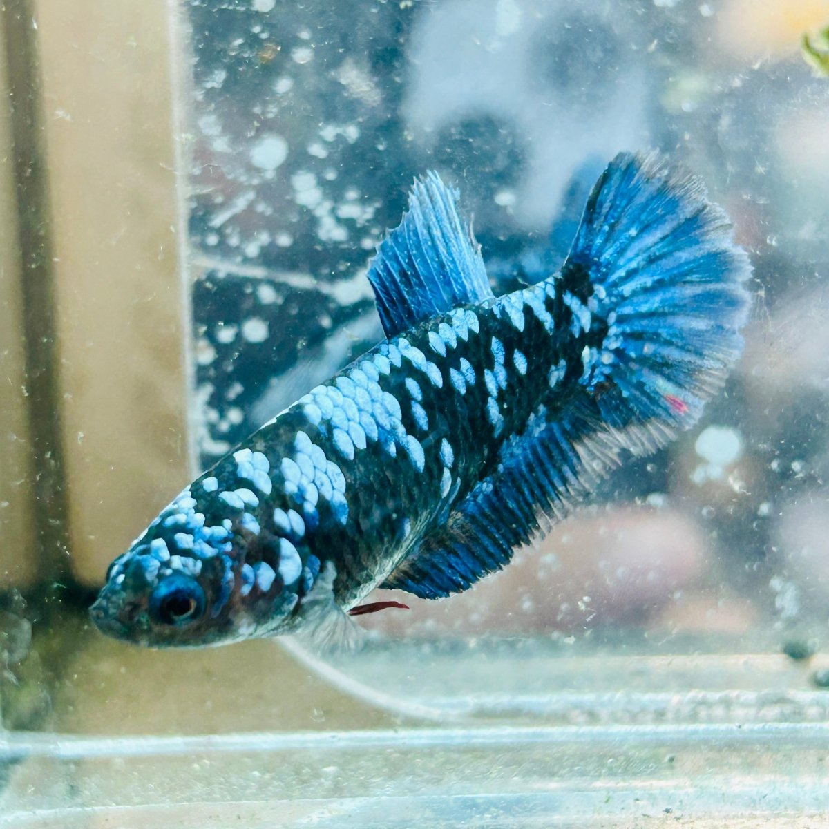 Betta Avatar Nebula Female Plakat Black #195