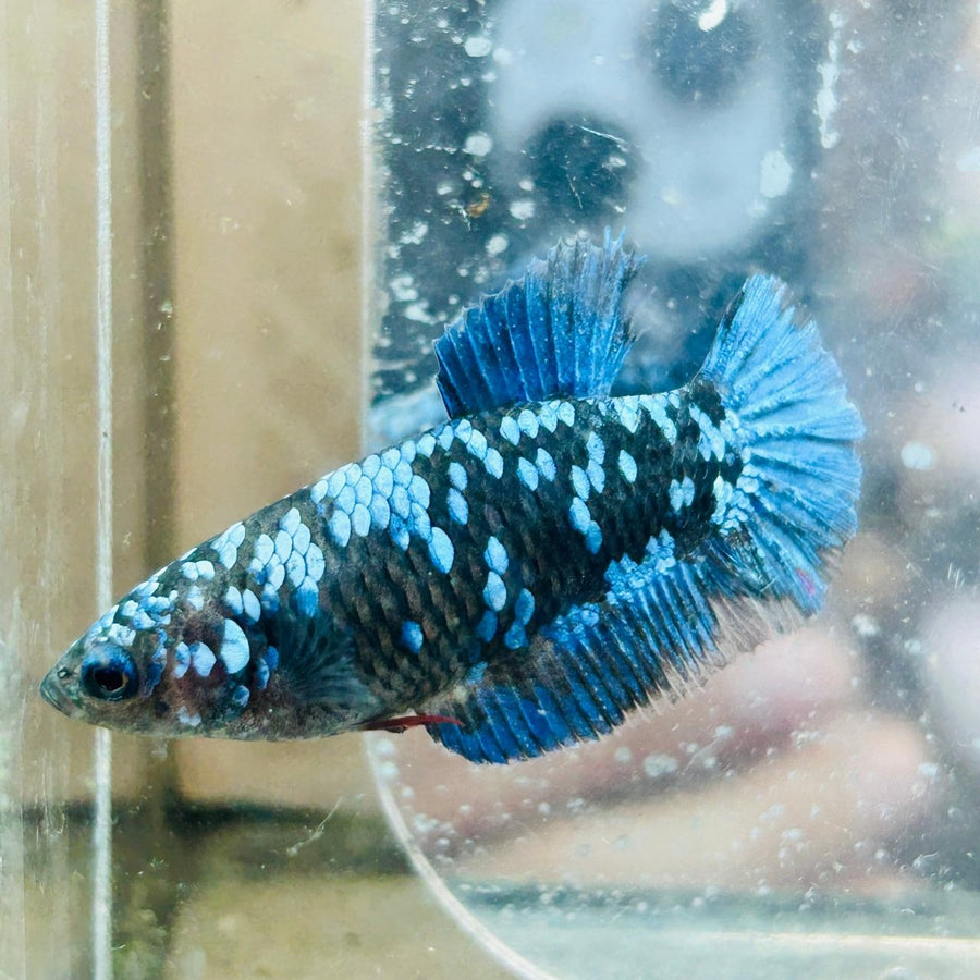 Betta Avatar Nebula Female Plakat Black 195 Female betta