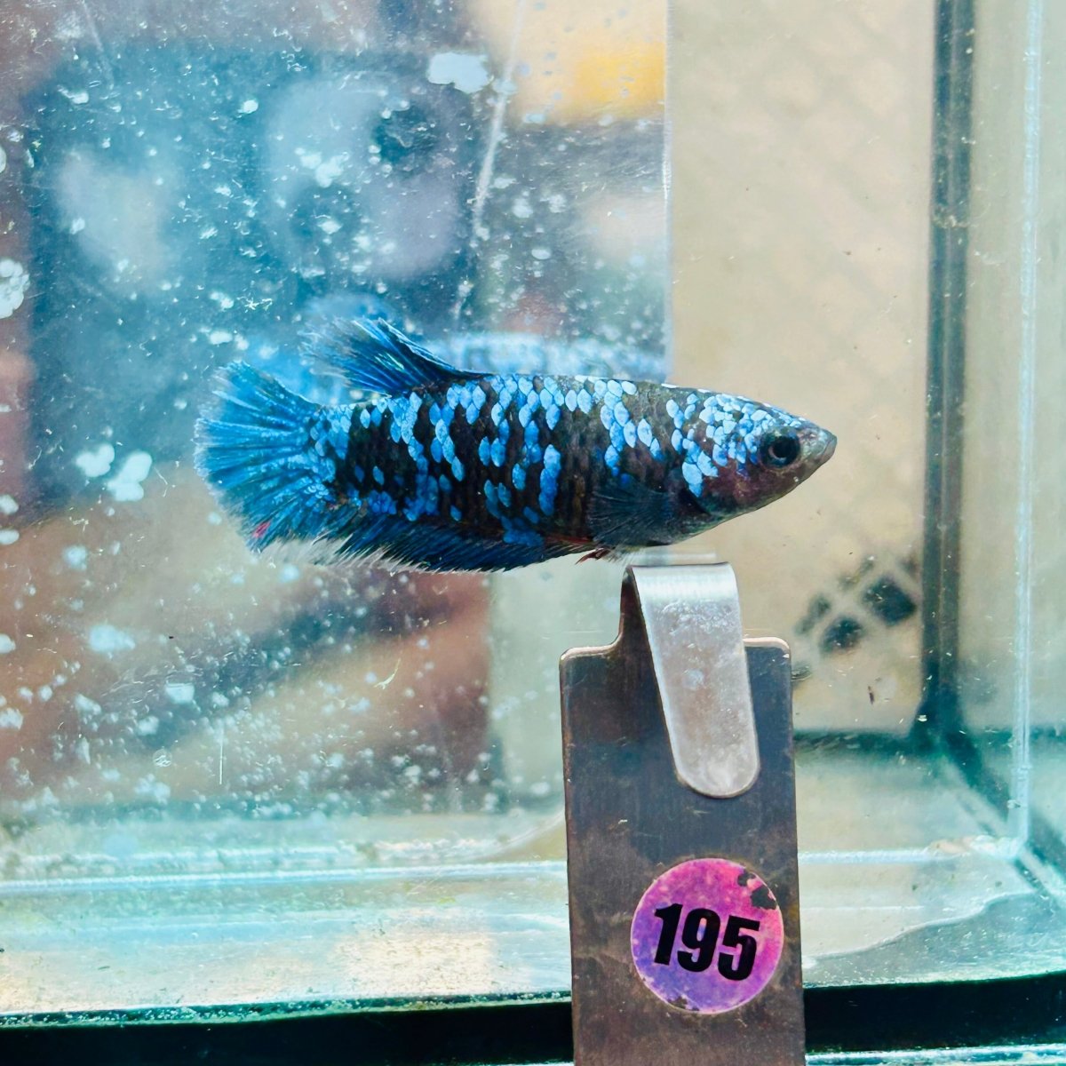 Betta Avatar Nebula Female Plakat Black #195