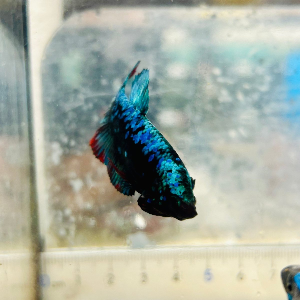 Betta Avatar Nebula Female Plakat Black #Au99