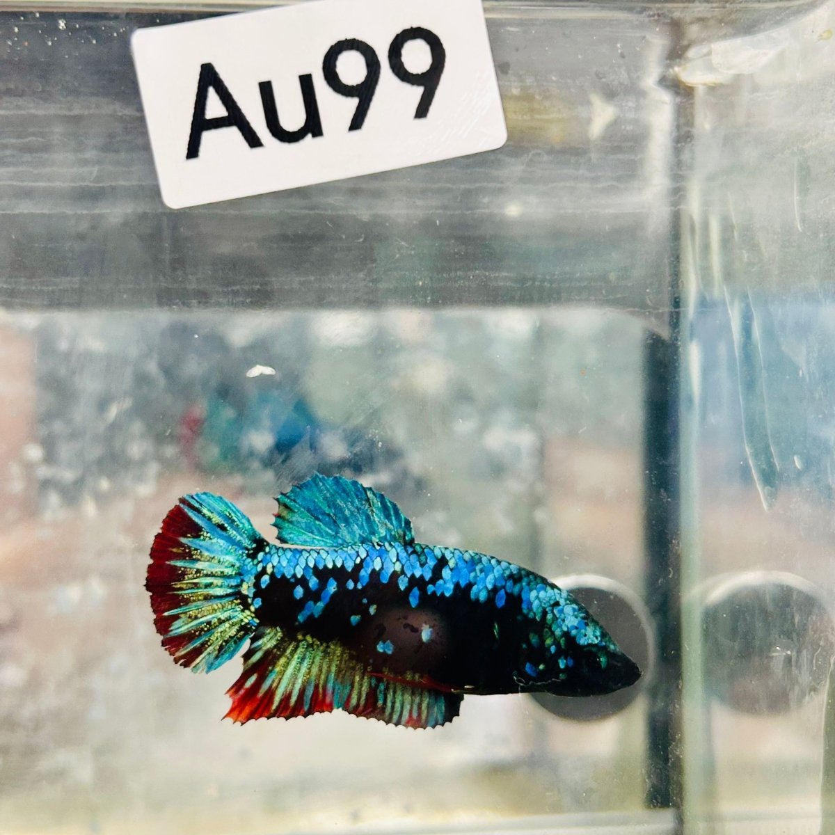 Betta Avatar Nebula Female Plakat Black #Au99