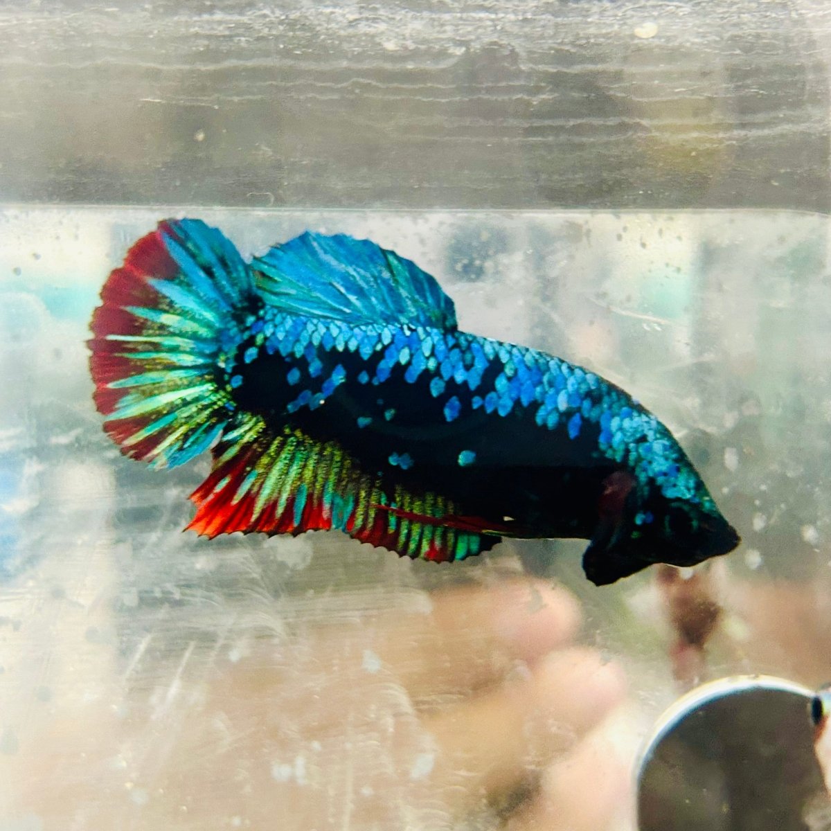 Betta Avatar Nebula Female Plakat Black #Au99