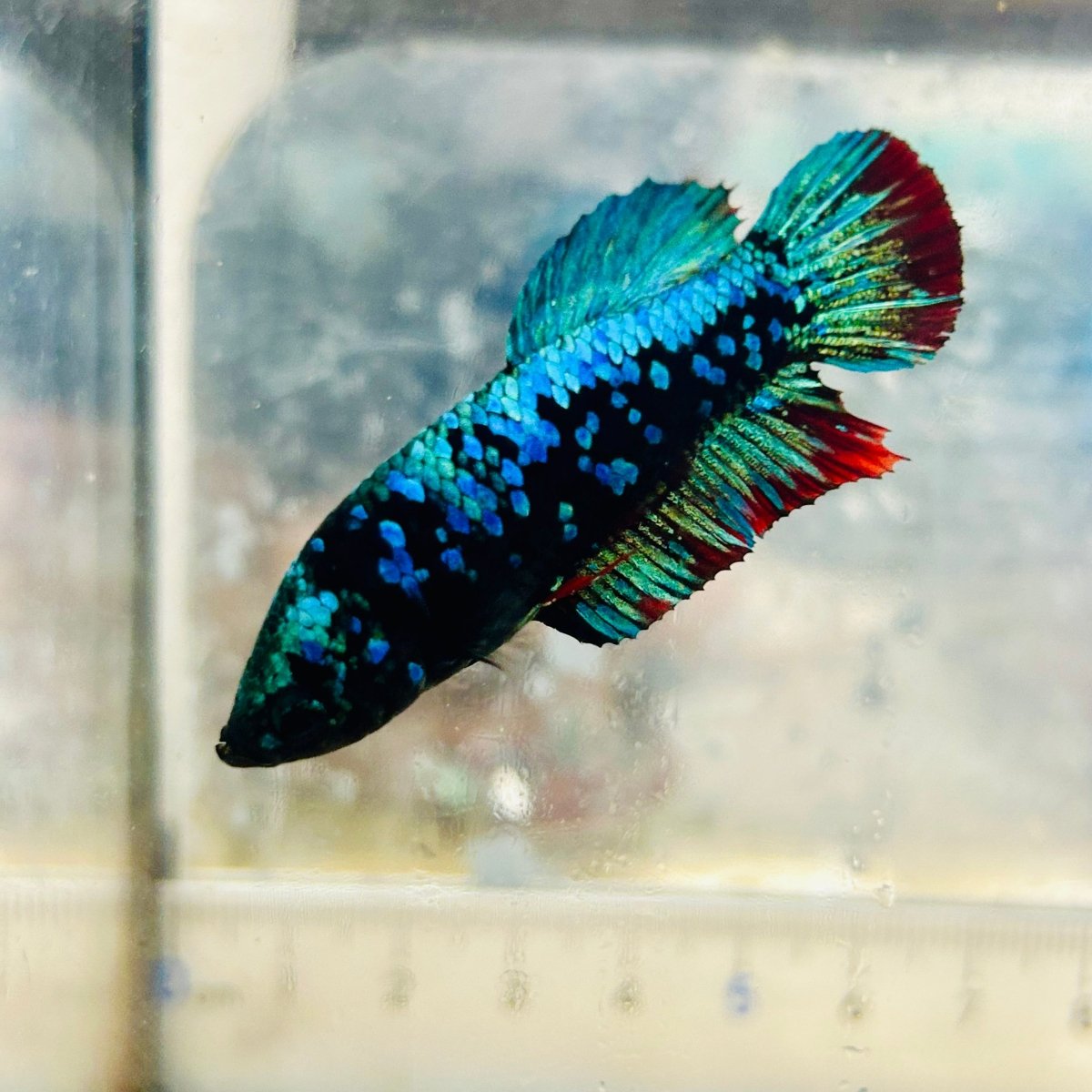 Betta Avatar Nebula Female Plakat Black #Au99