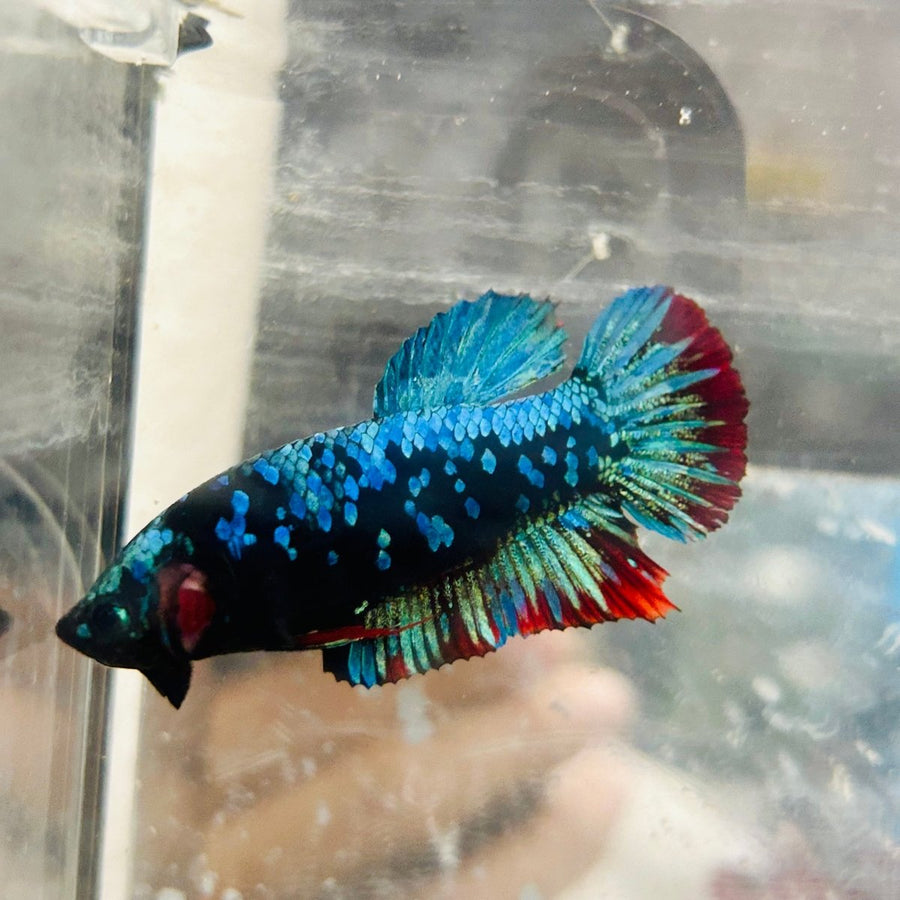 Betta Avatar Nebula Female Plakat Black Au99 Female betta