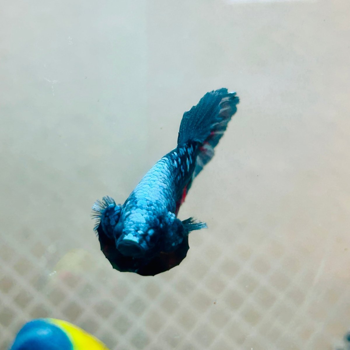 Betta Avatar Nebula Male Plakat #140