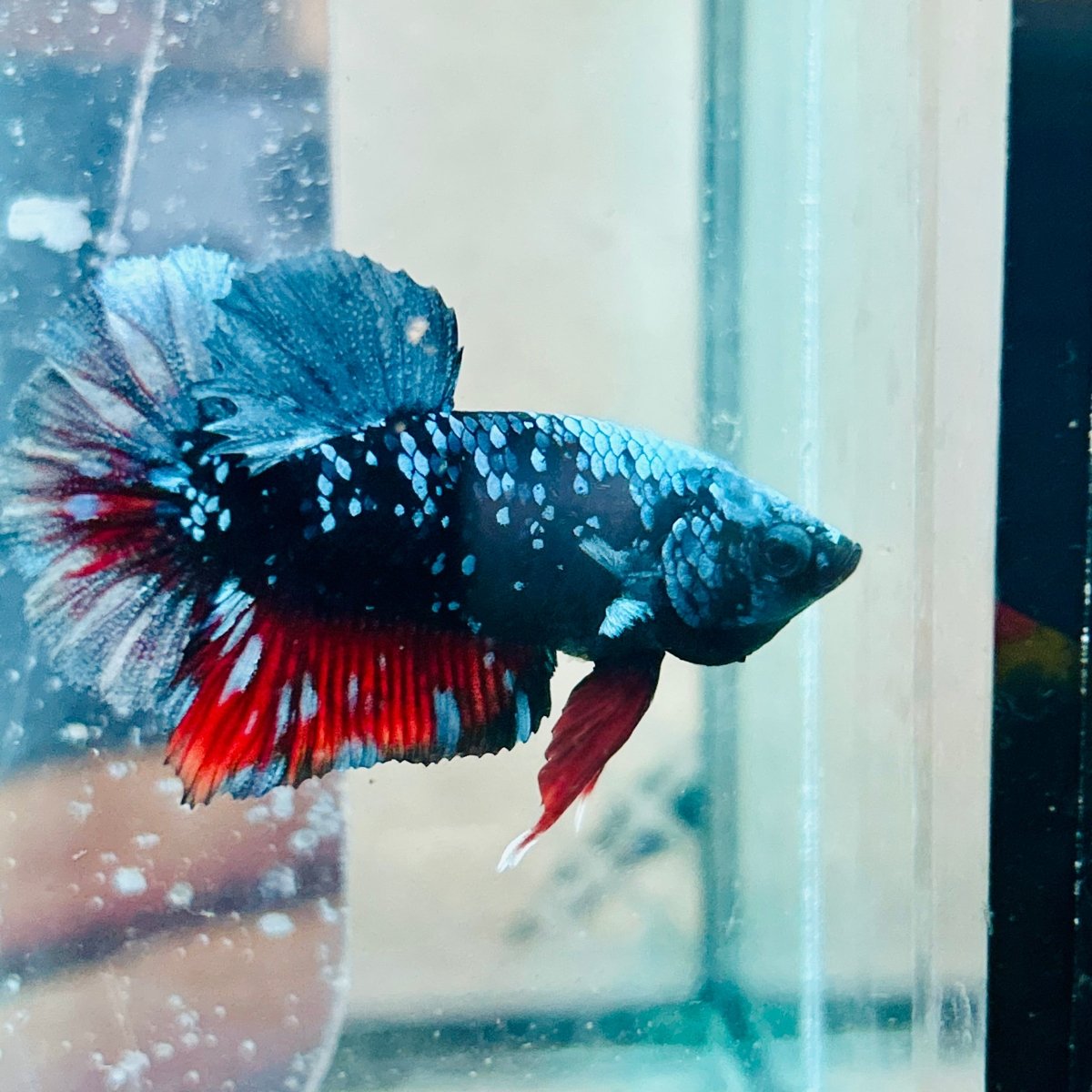 Betta Avatar Nebula Male Plakat #140