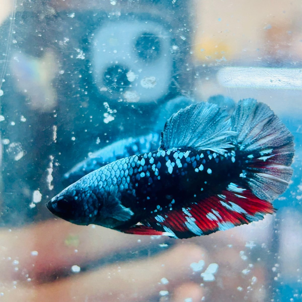 Betta Avatar Nebula Male Plakat #140