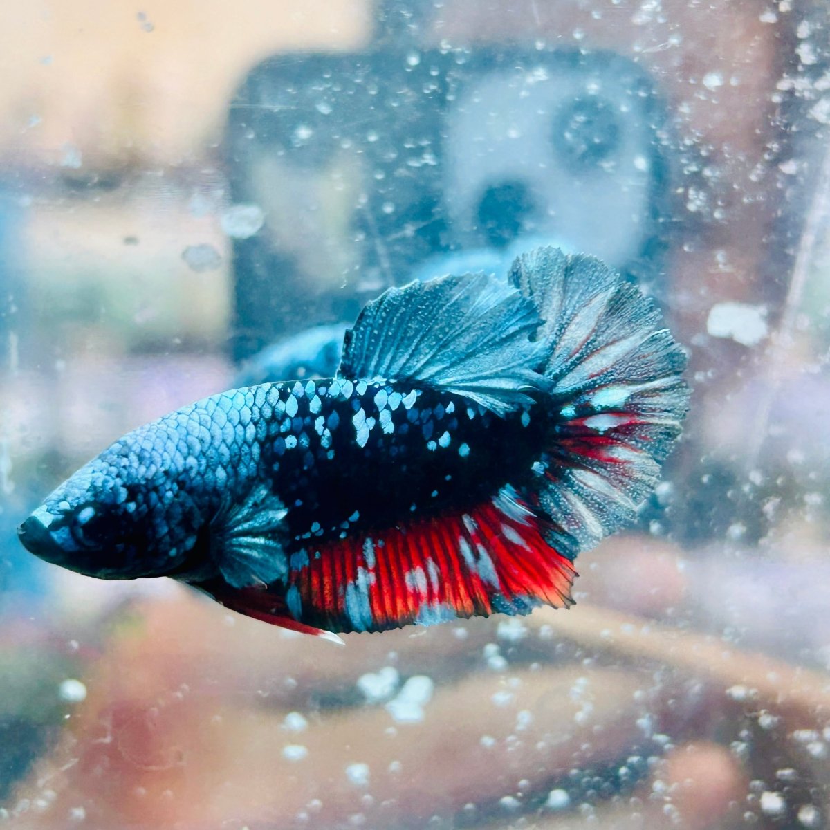 Betta Avatar Nebula Male Plakat #140