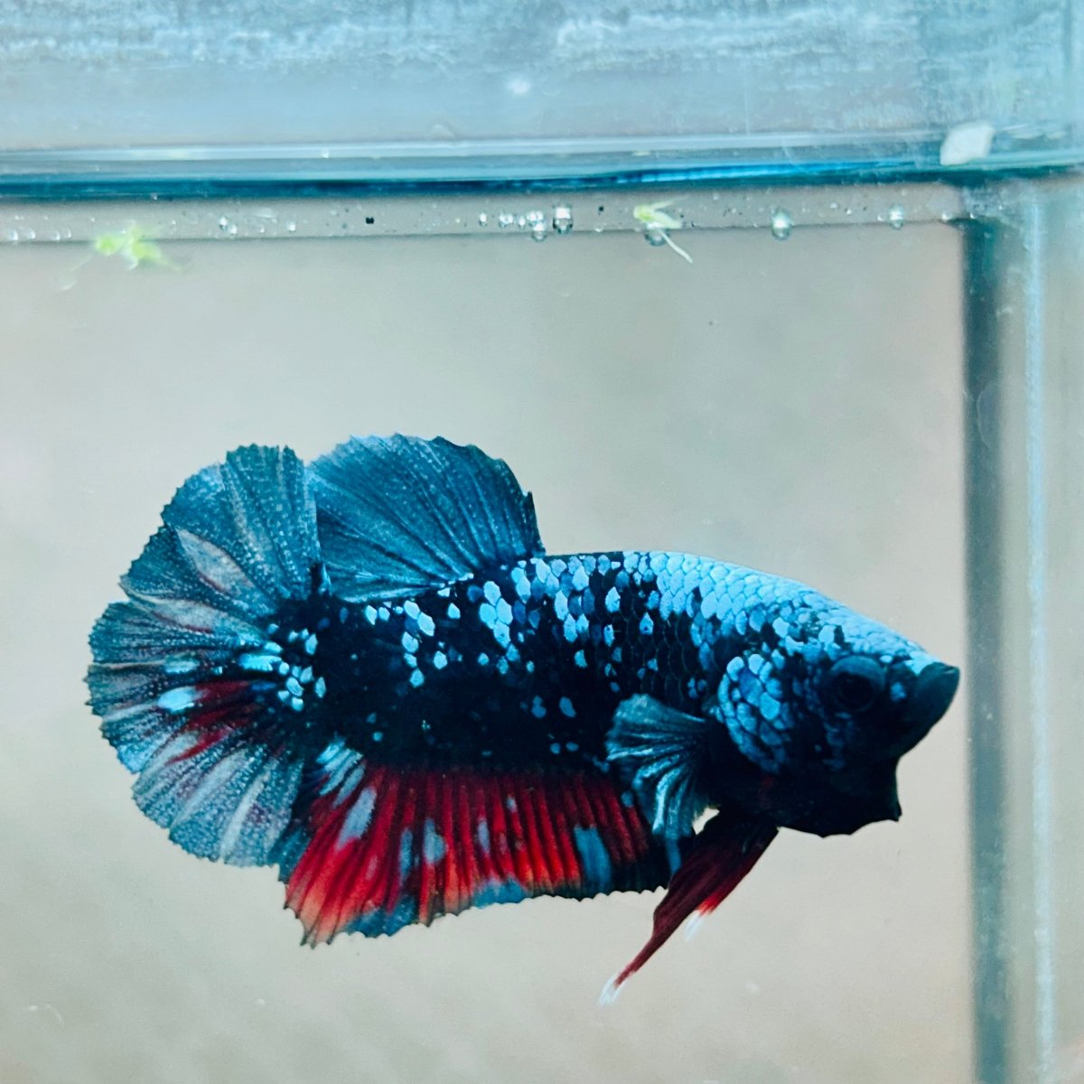 Betta Avatar Nebula Male Plakat #140