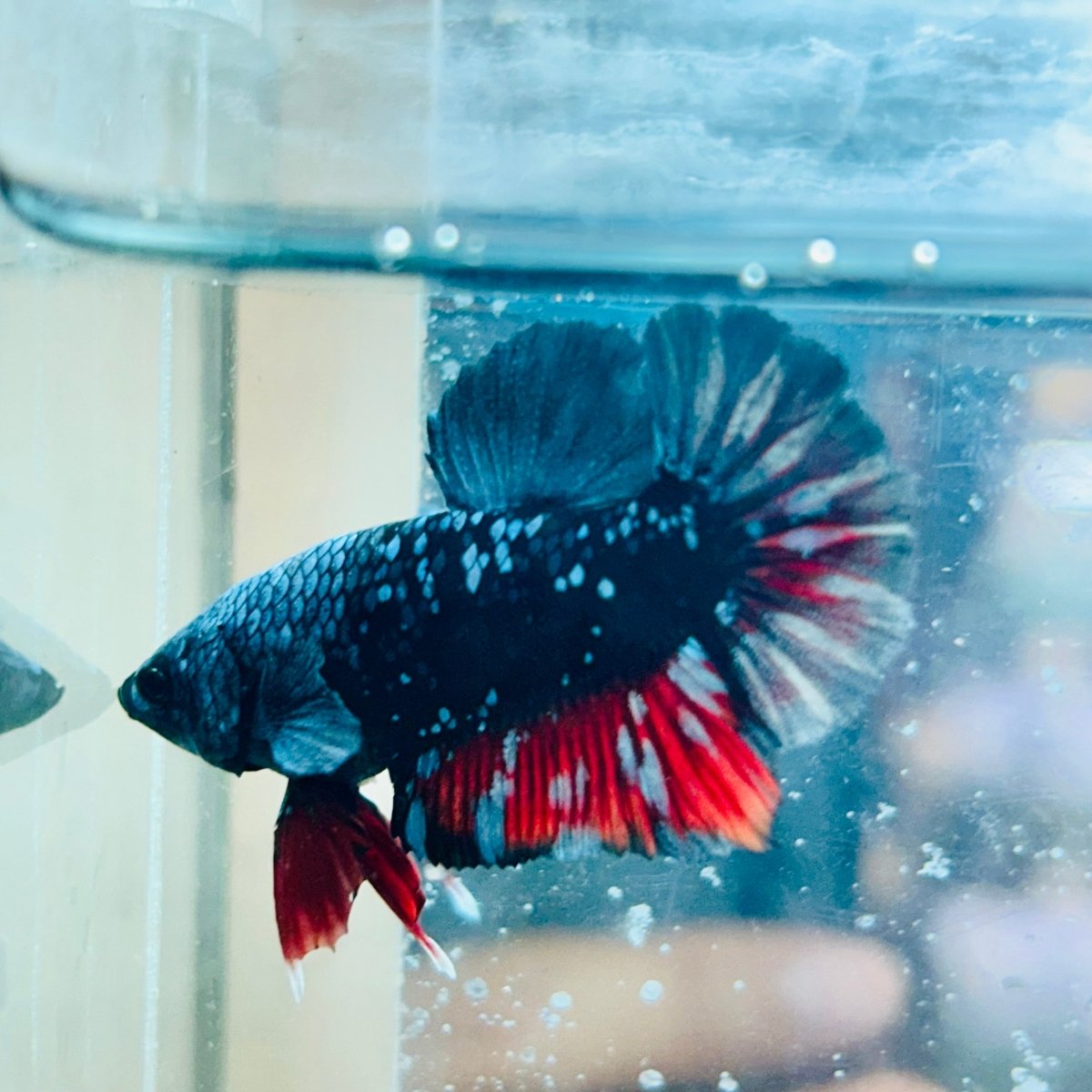 Betta Avatar Nebula Male Plakat #140